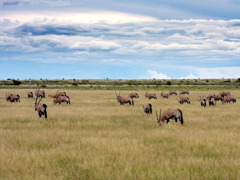 Afbeelding van Central Kalahari Khutse