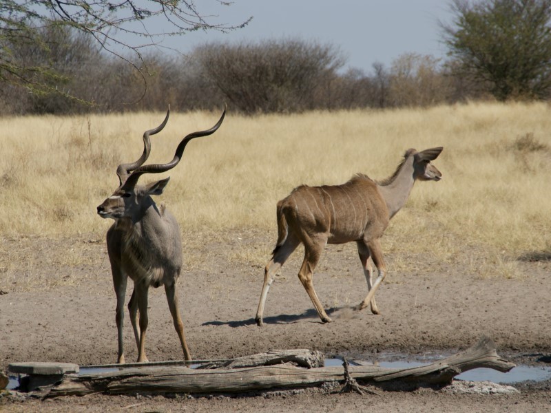 Afbeelding van Central Kalahari Haina
