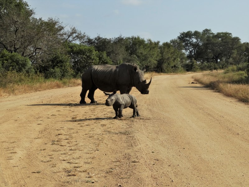 Afbeelding van Krugerpark