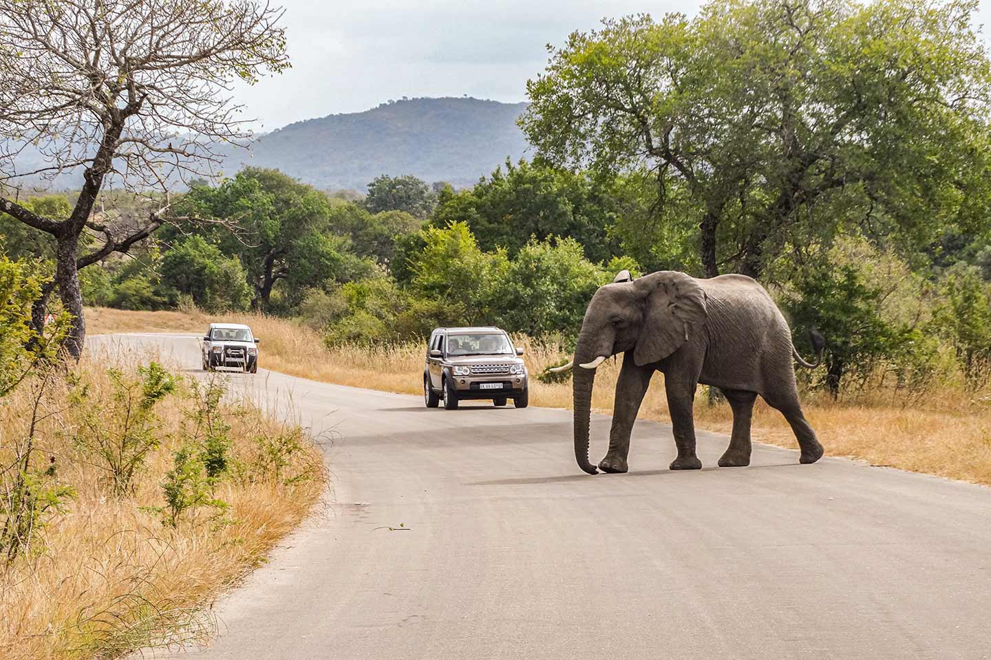 Kruger Nationaal Park