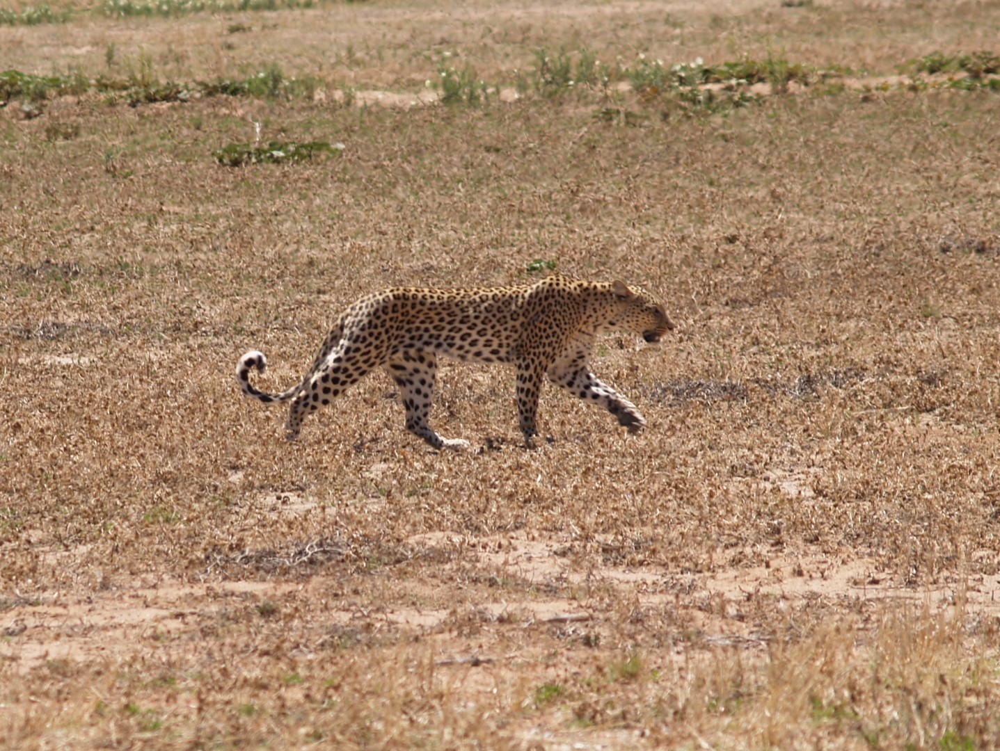 Afbeelding van Luipaard Kalahari
