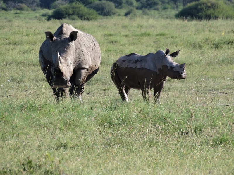 Afbeelding van Serowe Khama Rhino