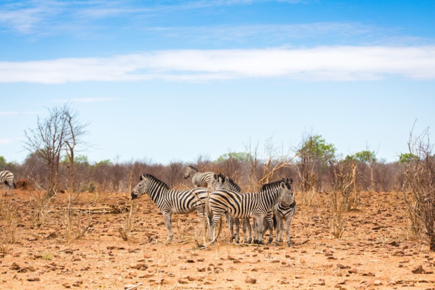 Afbeelding van Botswana Zebra Bushwaysafari