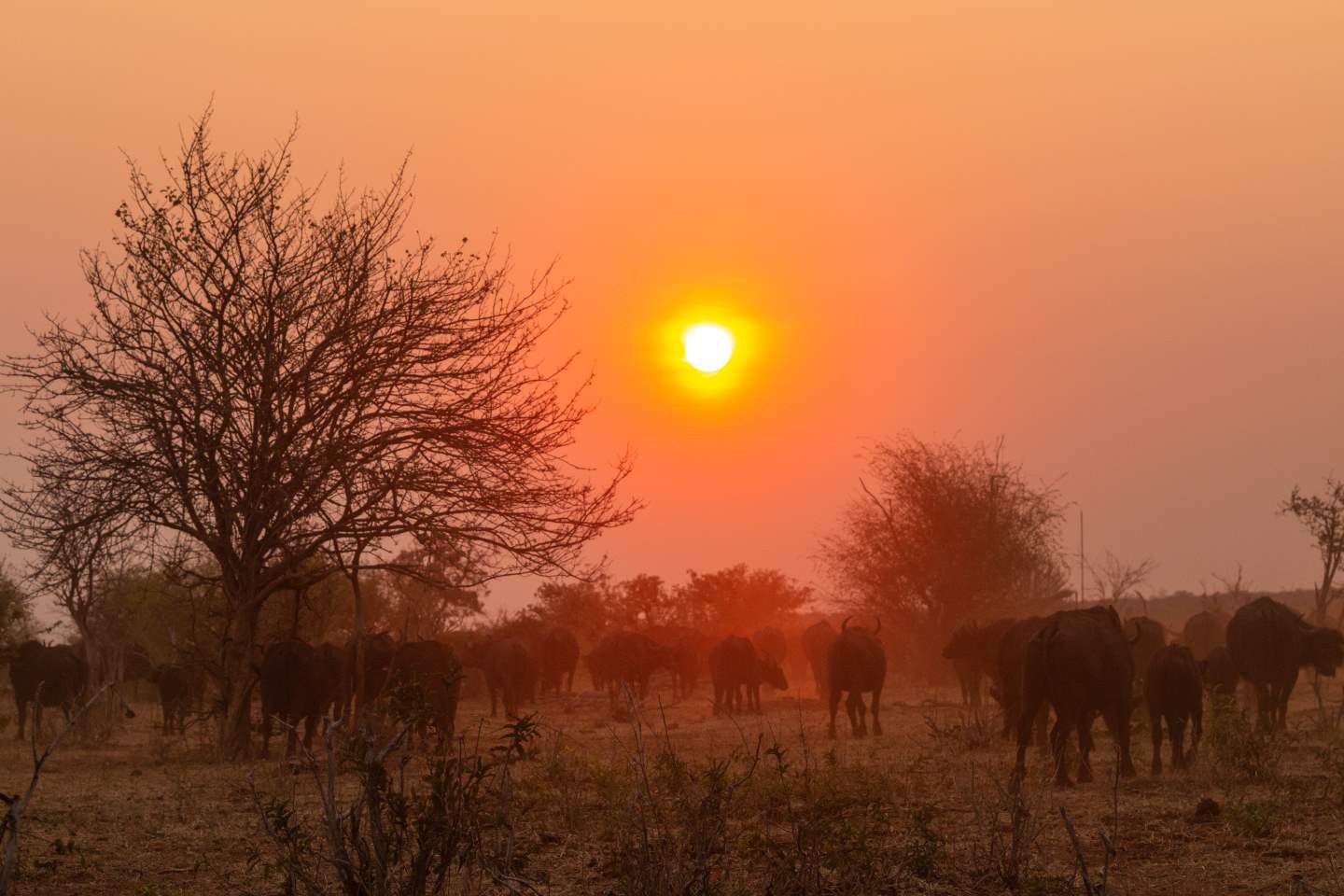 Chobe Nationaal Park