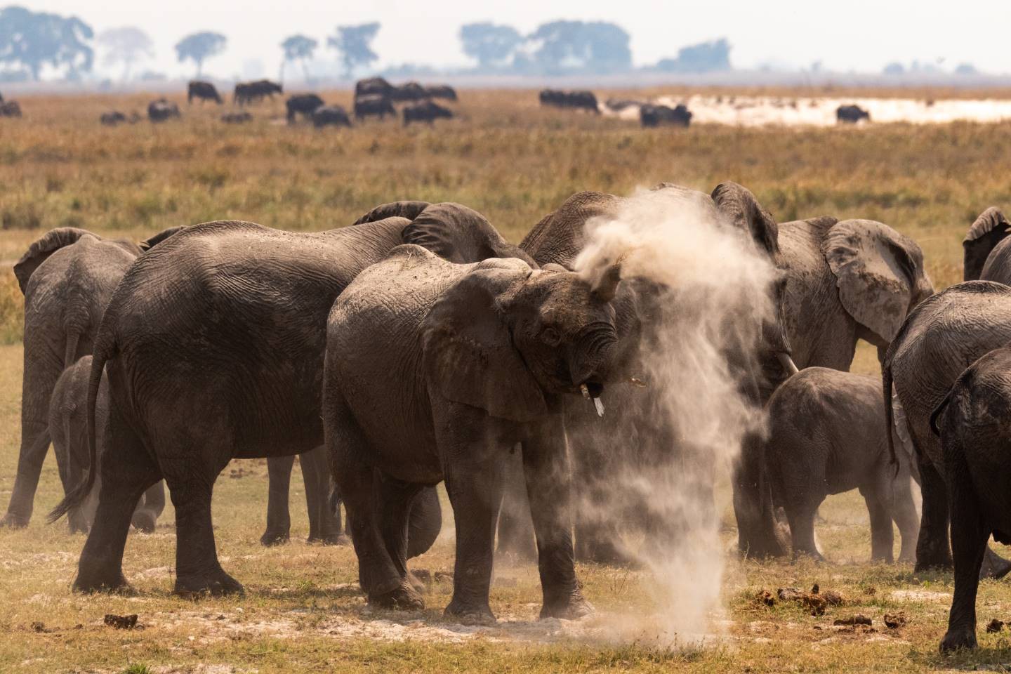 Groepsreis Kamperen & Safari Botswana - Rhino
