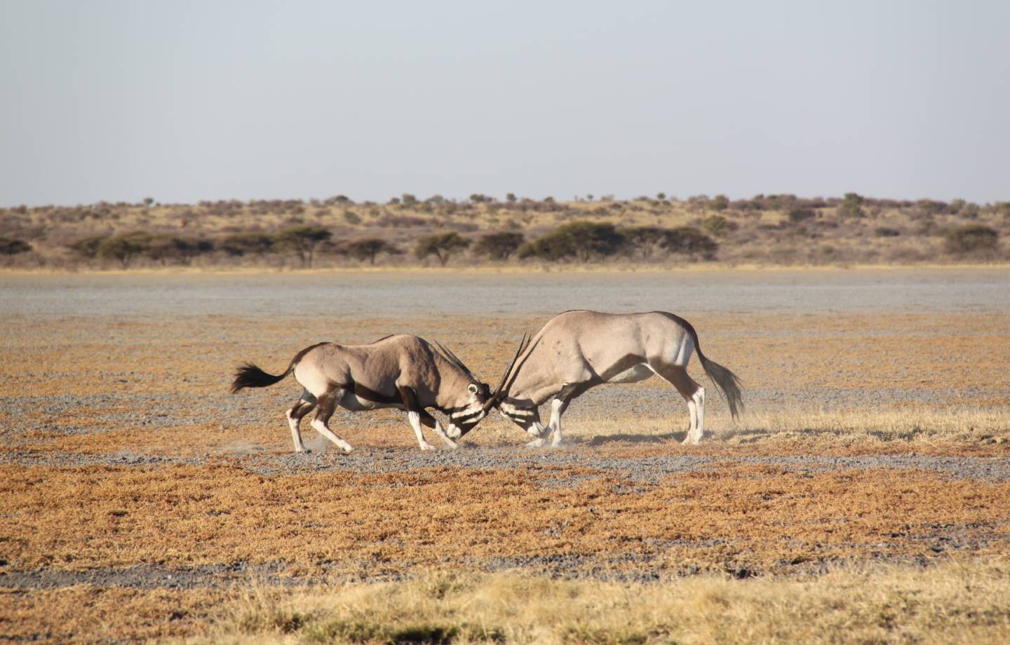 Afbeelding van Gemsbok Centrale Kalahari Bushways Safaris
