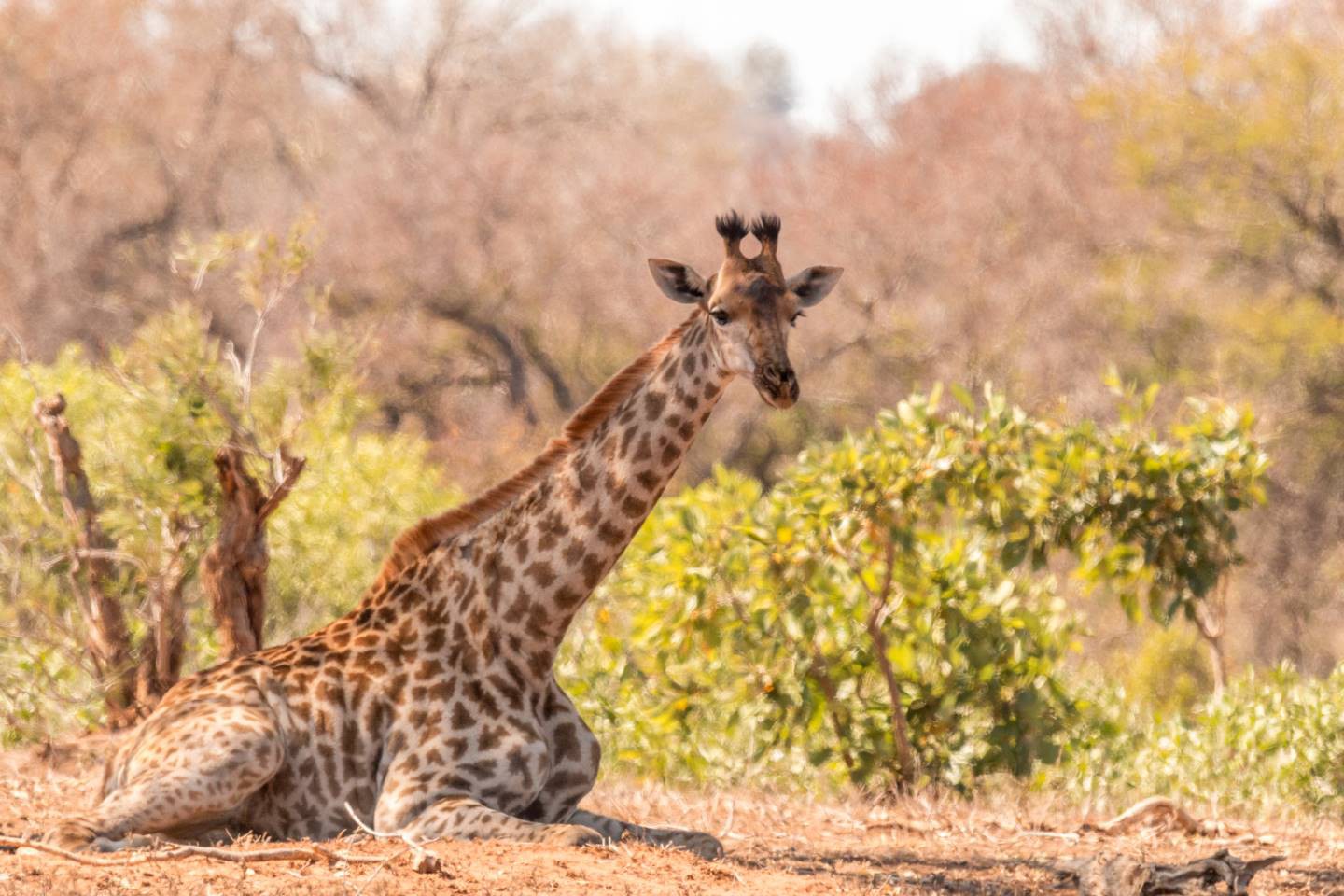 Afbeelding van Giraffe Krugerpark Ramon Lucas