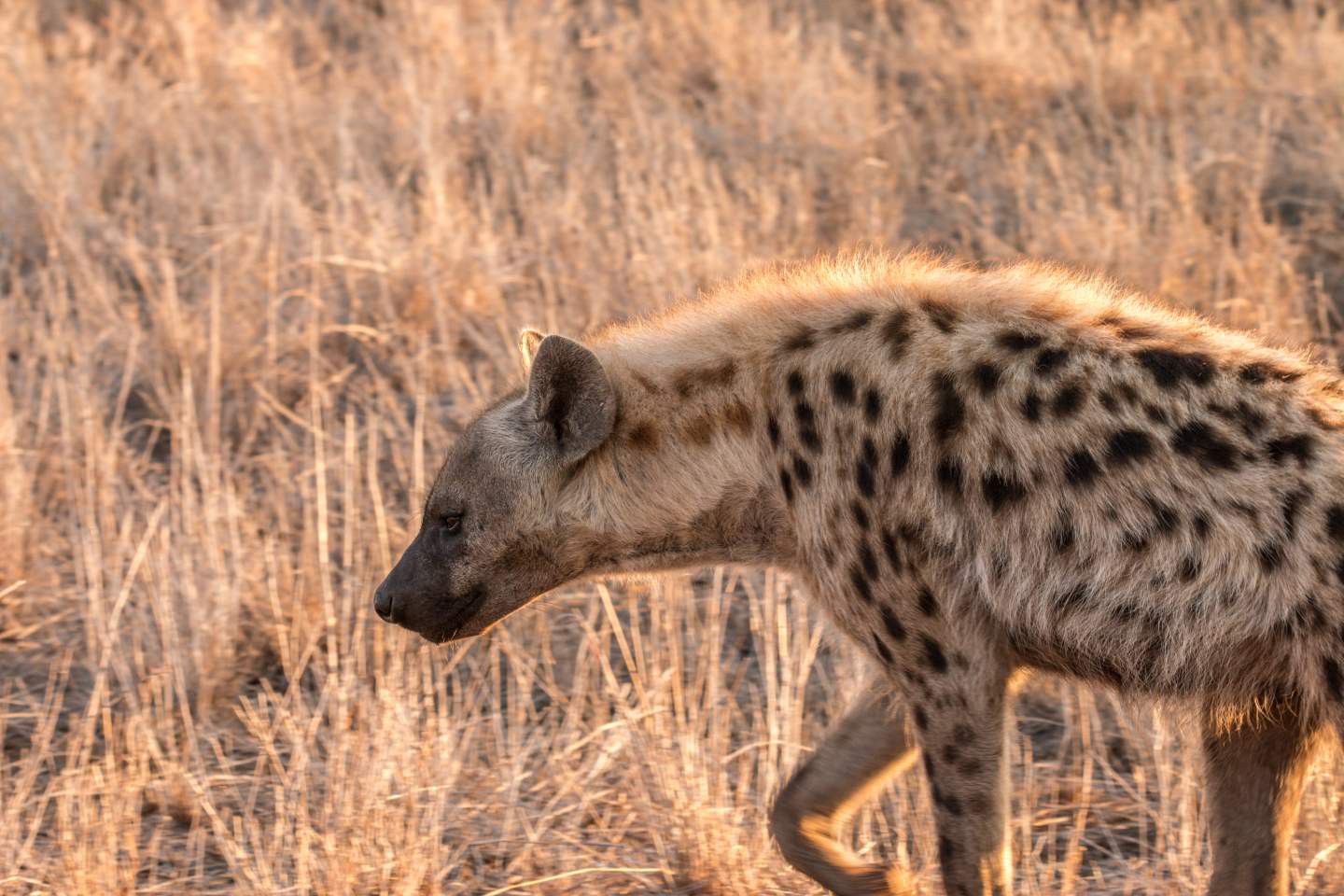 Afbeelding van Hyena Krugerpark Satara Ramon Lucas
