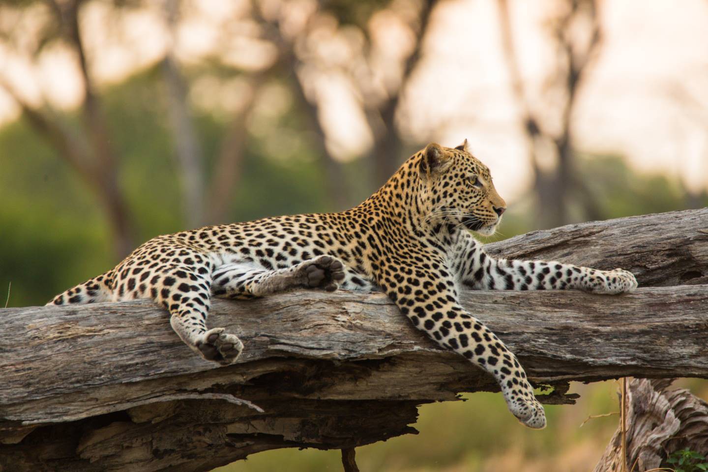 Afbeelding van Luipaard Bushwaysasfari