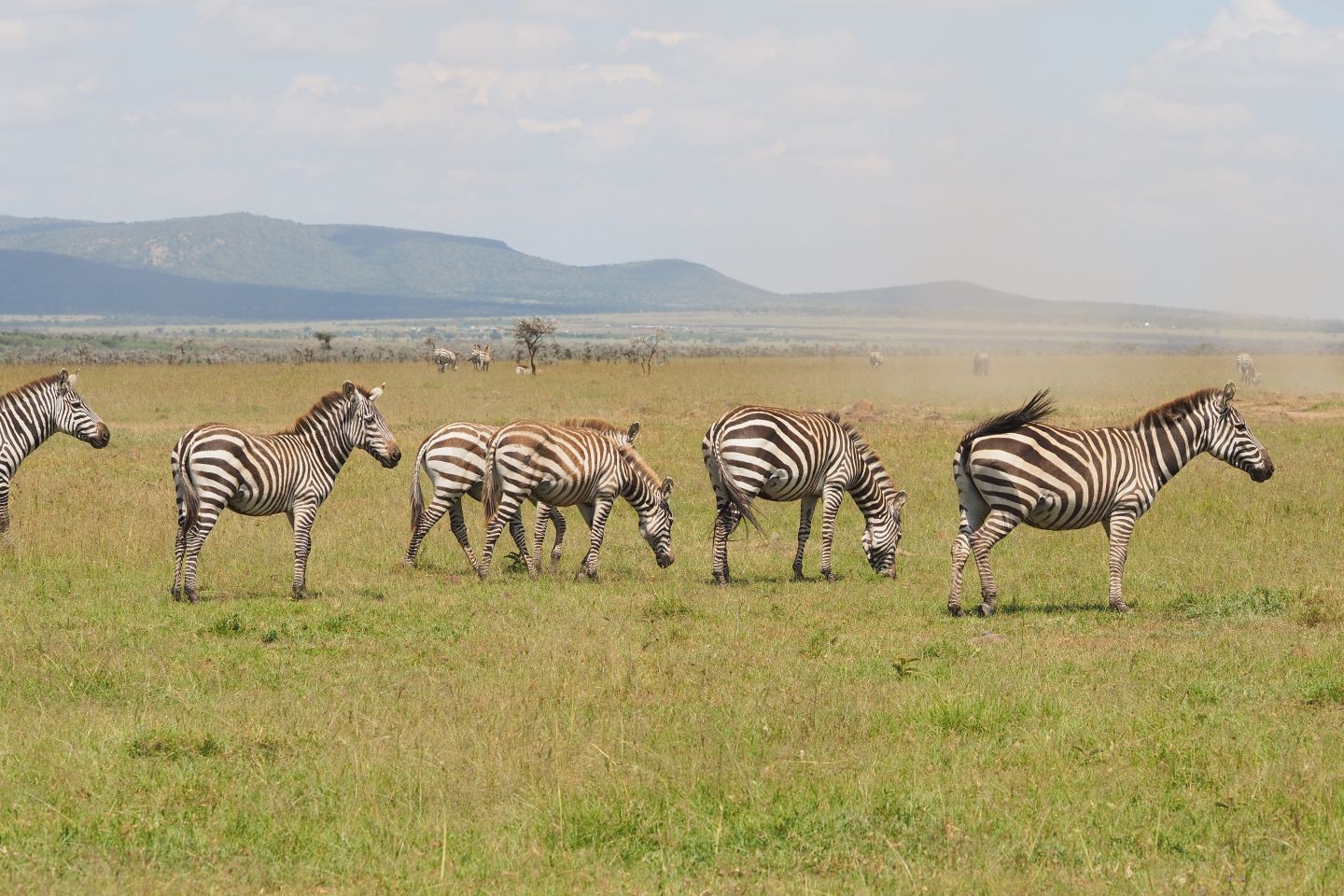 Afbeelding van Mara Naboisho Conservancy Kenia Basecamp