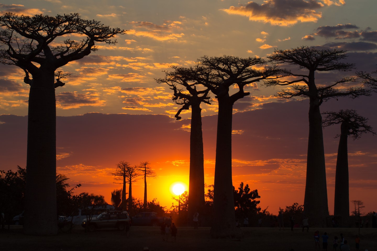 Afbeelding van Morondova Alle Des Baobabs Madagascar Land Of Wonders