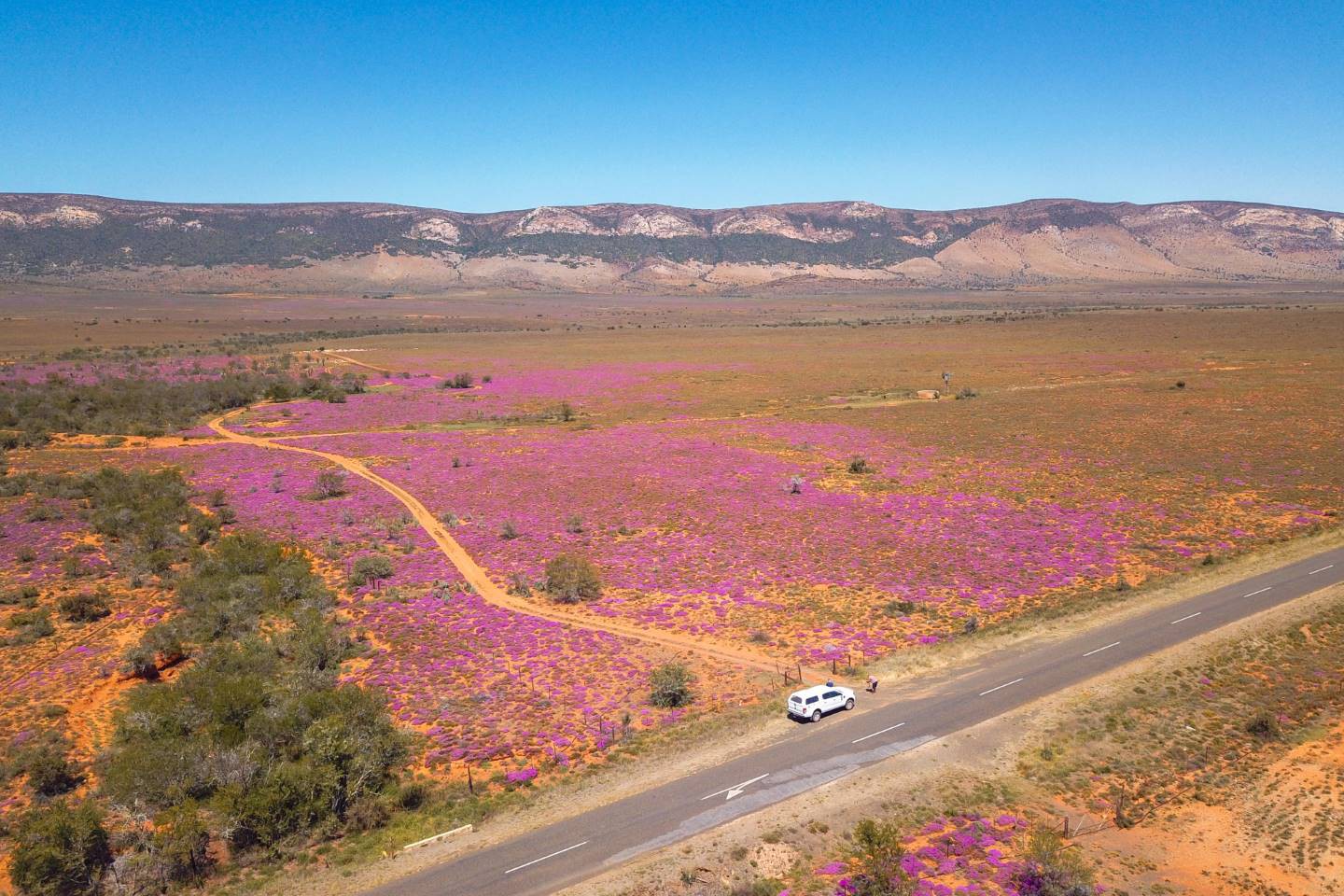 Afbeelding van Zuid Afrika Drone Paarse Bloemen Ramon Lucas