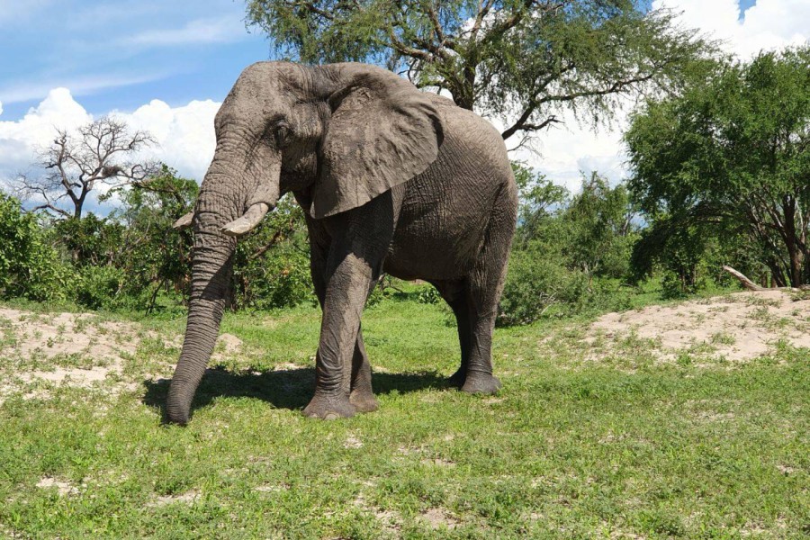 Afbeelding van Olifant Botswana Blog