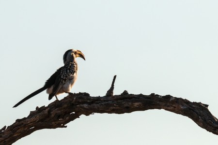 Kruger Yellow Hornbill Ramon Lucas Suid Afrika Reise