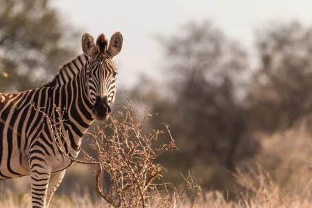 Krugerpark Zebra Satara Suid Afrika Reise Ramon Lucas