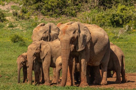 Addo Elephant Park Olifant Zuid Afrika