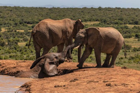 Addo Elephant Park Zuid Afrika Olifant