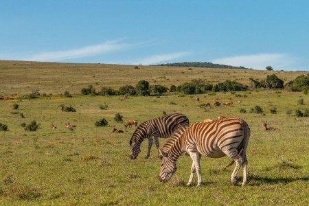 Addo Elephant Park Zuid Afrika Zebra Hartebeest