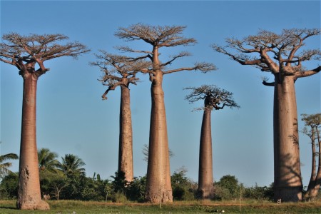 Allee Des Baobabs Fred Koorn