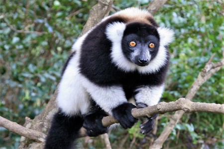 Andasibe Black And White Ruffed Lemur Madagascar Land Of Wonders