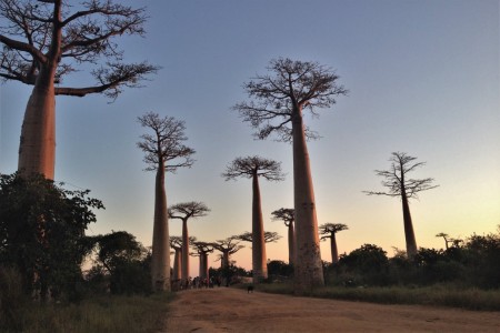 Baobab Allee Fred Koorn