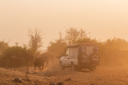 Buffel Auto Chobe Suid Afrika Reise