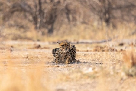 Cheeta Nxai Pan South Camp Suid Afrika Reise Ramon Lucas