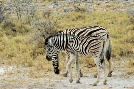 Etosha Zebra Suid Afrika Reise