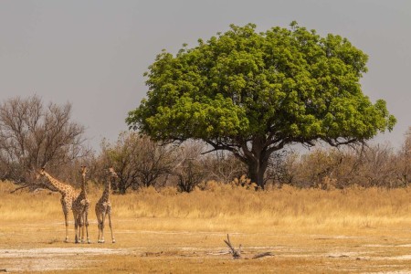 Giraffes Moremi Suid Afrika Reise Ramon Lucas