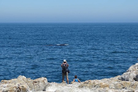 Hermanus Southern Right Whales Suid Afrika Reise