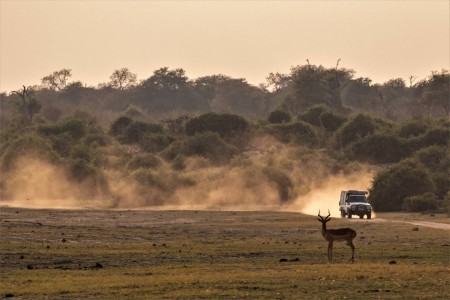 Impala Chobe Suid Afrika Reise
