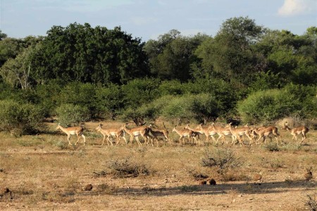 Impala Tuli Block Suid Afrika Reise