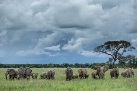 Kafue National Park Crafted Africa Olifanten