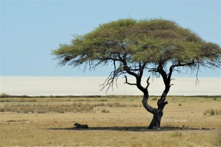 Leeuw Etosha Suid Afrika Reise