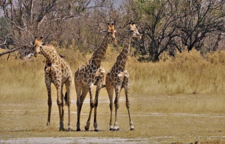 Moremi Giraffes Suid Afrika Reise