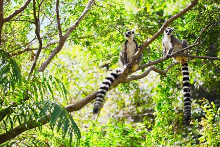 Morondava Antsirabe Andasibe Madagascar Land Of Wonders