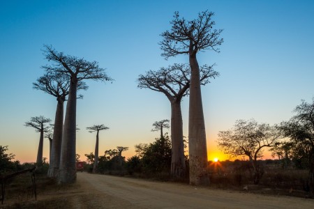 Morondova Allee Des Baobabs Madagascar Land Of Wonders