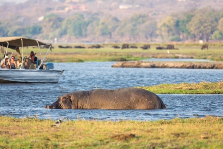 Nijlpaarden Chobe Bushways