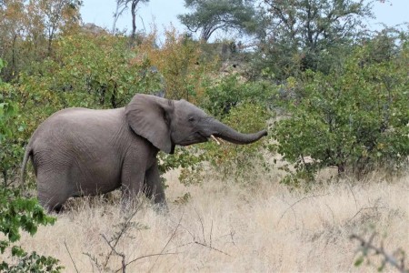 Olifant Tuli Block Suid Afrika Reise