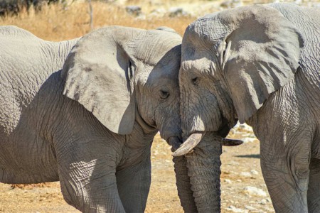Olifanten Etosha Suid Afrika Reise