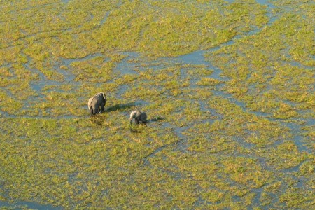 Olifanten Moremi Scenic Flight Suid Afrika Reise