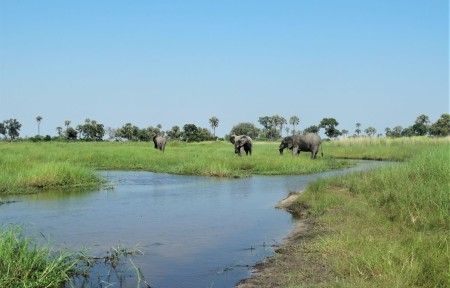Olifanten Moremi Suid Afrika Reise