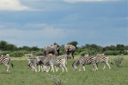 Wildlife Nxai Pan Suid Afrika Reise