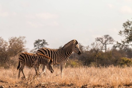 Zebra Krugerpark Satara Ramon Lucas Suid Afrika Reise
