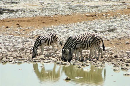 Zebra Okaukuejo Etosha Suid Afrika Reise